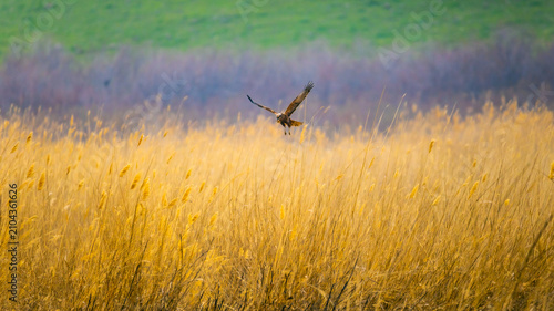 Western marsh harrier approaching prey