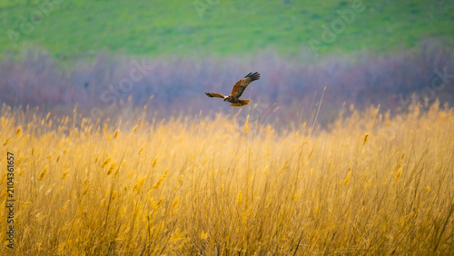 Western marsh harrier hunting low over golden reed bed at Tuzkan Lake, Uzbekistan.