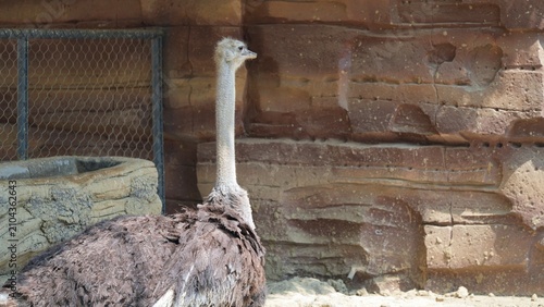 side portrait of ostrich standing in the afternoon under the cool place, flightless bird in zoo