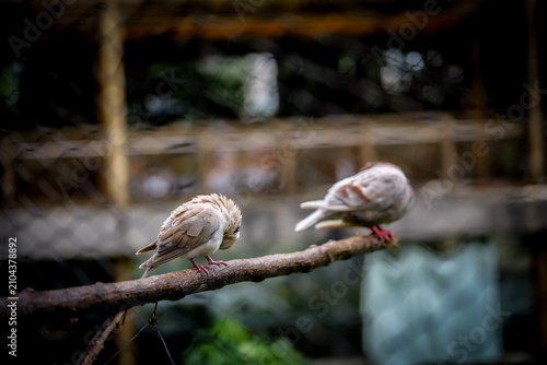 Two domestic pigeons resting on a tree branch with a softly blurred background. The front bird is in sharp focus, highlighting iridescent neck feathers and natural perching behavior.