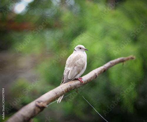 A ring-necked dove resting on a natural tree branch against a soft green blurred background. The image highlights the bird’s delicate plumage and calm posture in an outdoor aviary setting.