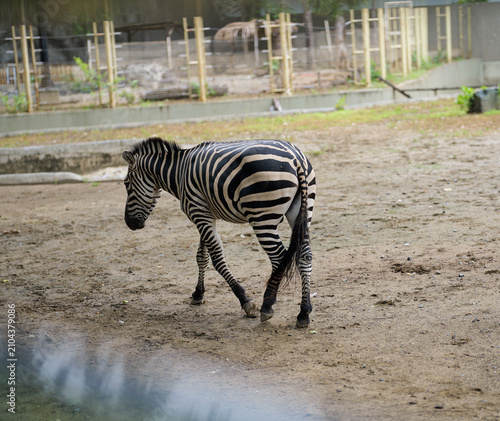 A plains zebra (Equus quagga) walking across a naturalistic enclosure in a wildlife park. The side profile highlights the animal’s distinctive black-and-white striped coat and graceful movement.