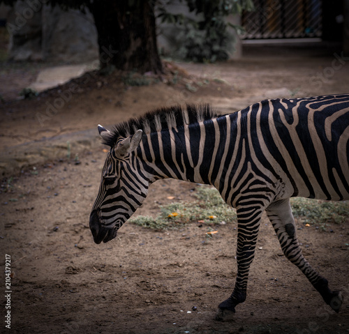 A plains zebra (Equus quagga) walking across a naturalistic enclosure in a wildlife park. The side profile highlights the animal’s distinctive black-and-white striped coat and graceful movement.