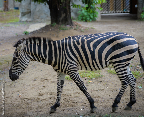 A plains zebra (Equus quagga) walking across a naturalistic enclosure in a wildlife park. The side profile highlights the animal’s distinctive black-and-white striped coat and graceful movement.