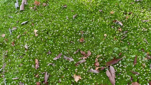A dense carpet of vibrant green moss dotted with tiny white flowers and scattered fallen brown autumn leaves creates a lush natural ground cover in an overhead full frame view