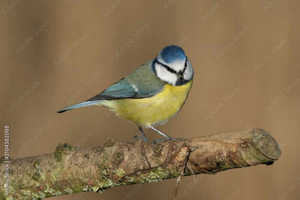 Obraz premium Eurasian blue tit (Cyanistes caeruleus) perched on a mossy tree branch, close-up shot of a small colorful garden bird in wildlife nature