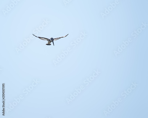 Pied Kingfisher