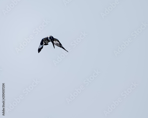 Pied Kingfisher