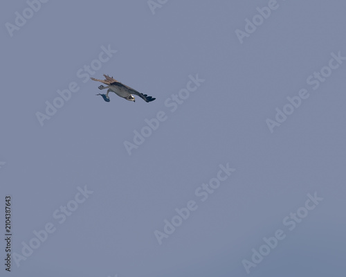 Osprey