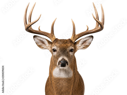 Obraz na płótnie Buck deer head with large antlers stag male isolated on a transparent background