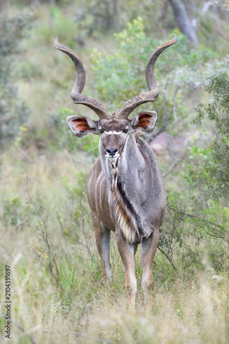Konstfotografi Male greater kudu bull with large spiral horns standing in the bushveld and look