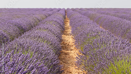 Konstfotografi Lavender rows with path in Caleruega, Burgos, Spain