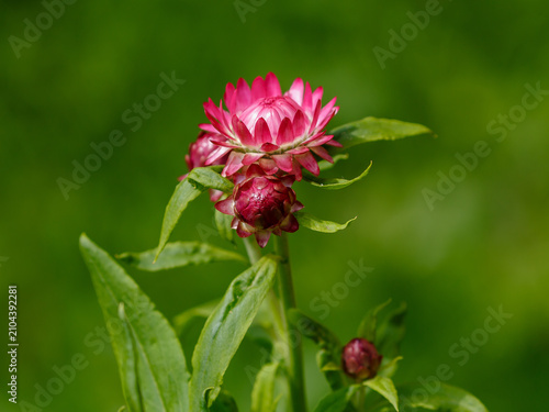 Helichrysum bracteatum is a flowering plant in the family Asteraceae native to Australia.  Floral background. Natural wallpaper.