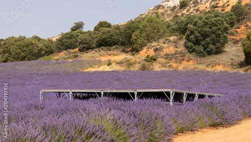 Konstfotografi Wide lavender plantation in Caleruega, Burgos, Spain