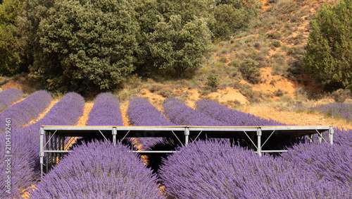 Foto Rounded lavender rows in Caleruega, Burgos, Spain