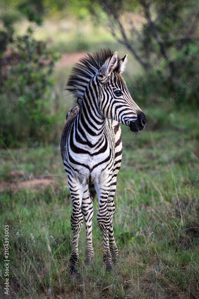 Obraz premium Zebra's in Africa