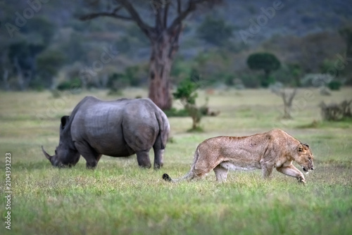 Lioness stalking through grassy savannah with a rhinoceros in the background, African wildlife safari