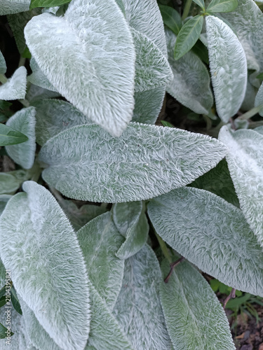 Background of close up green leaves.