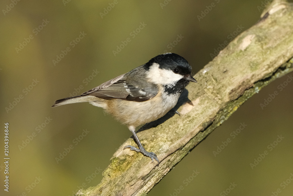 Obraz premium Coal Tit (Periparus ater) Perched on a Tree Branch with Blurred Background