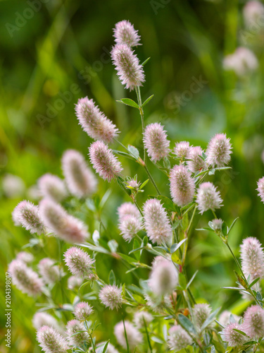 Photography Clover ( Latin- Trifolium arvense) is a plant from the genus Clover , family Fabaceae