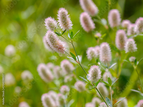 Cuadro en lienzo Clover ( Latin- Trifolium arvense) is a plant from the genus Clover , family Fabaceae