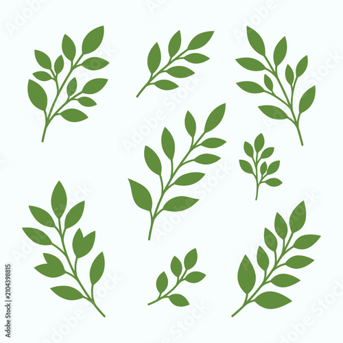 Green leafy plant with small oval leaves on stems