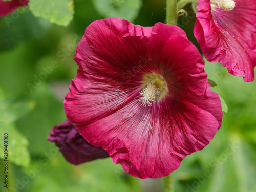 Hollyhock Indian. Spring HollyHock (Perennial) Alcea rosea is blooming in garden.  Bumblebee on a peppermint flower. Floral background. Natural wallpaper.