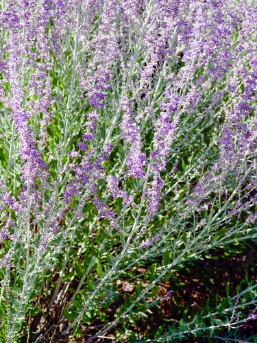 Φωτογραφία Salvia yangii or Perovskia atriplicifolia | Russian sage, shrub with rigid and e