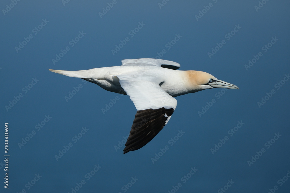 Fototapeta premium Northern Gannet (Morus bassanus) flying in the blue sky