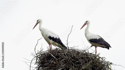 pair of white storks standing together in nest during breeding season