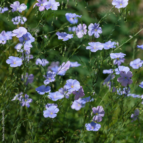 Obraz na plátně Perennial flax ( Latin- Linum perenne ) is a species of perennial herbaceous pla