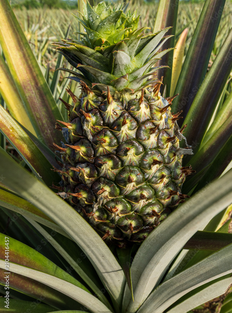 Fototapeta premium Fresh Growing Pineapple in the Tropical Plantation Field