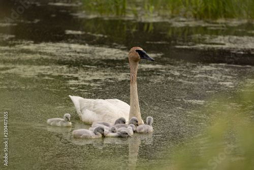 Принти на полотні Trumpeter Swan