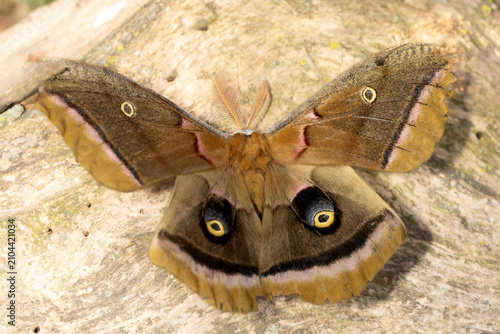 Фотография Polyphemus Moth