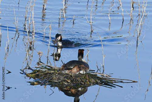Photography A pair of great grebes , Podiceps cristatus , building and strengthening a float