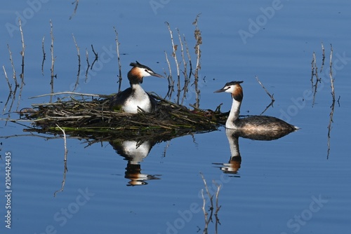 Fotografi A pair of great grebes , Podiceps cristatus , building and strengthening a float
