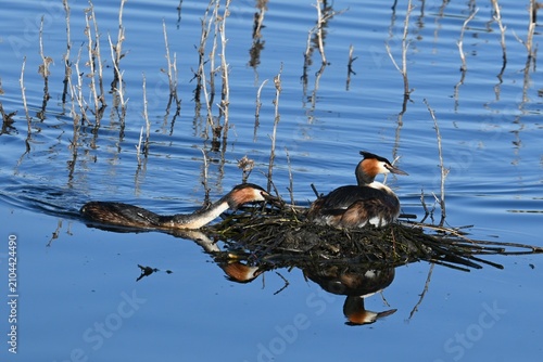 Slika na platnu A pair of great grebes , Podiceps cristatus , building and strengthening a float
