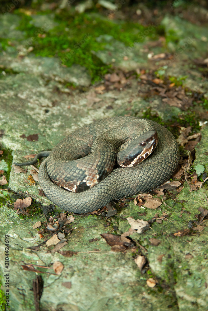 Fototapeta premium Cottonmouth