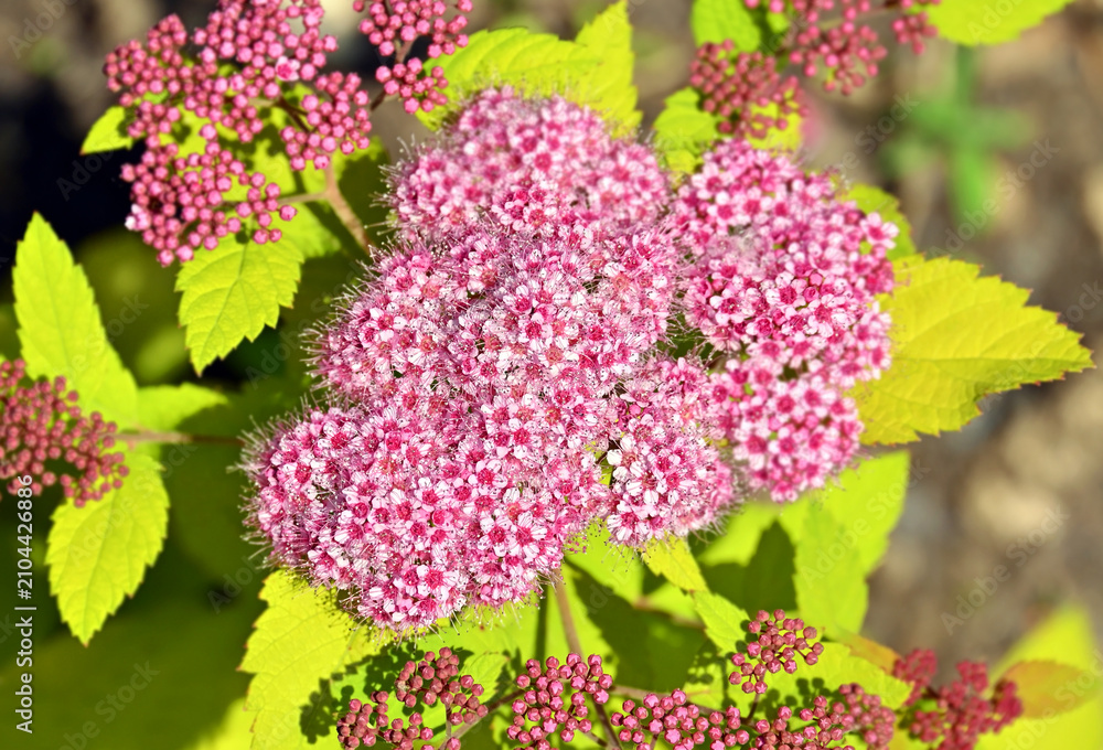 Obraz premium Spirea (Spiraea japonica) pink blossom