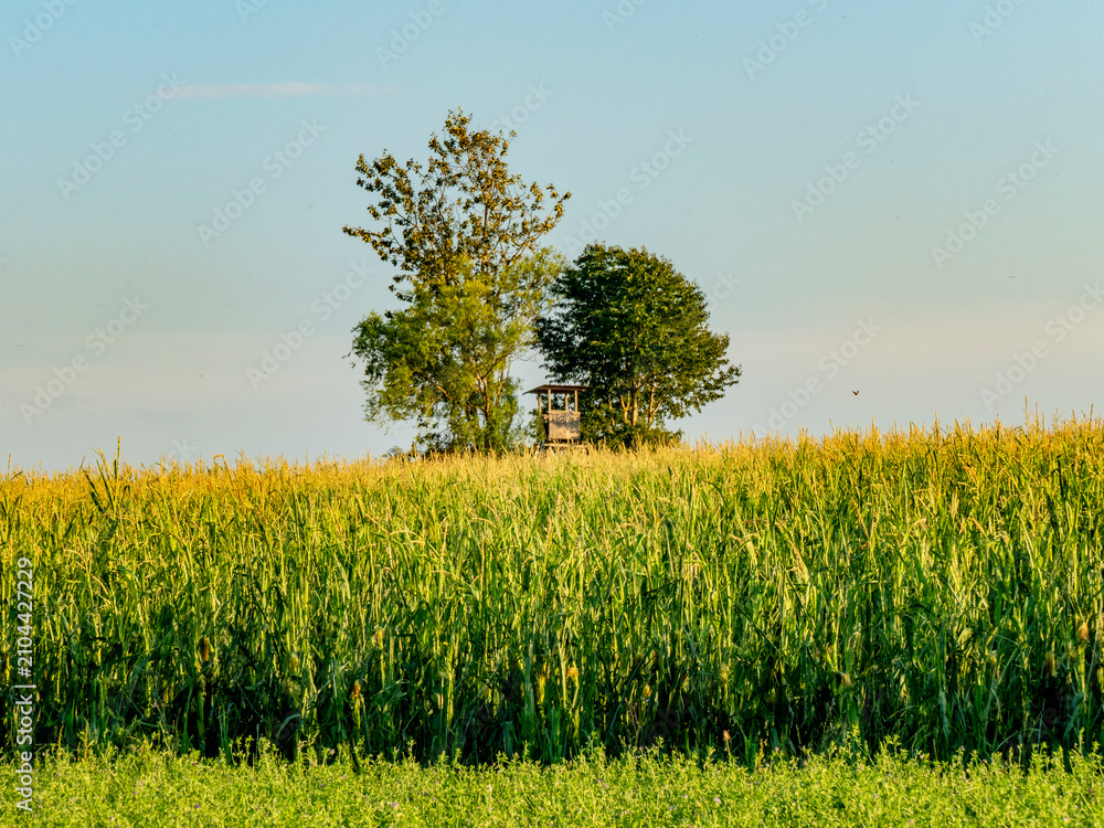 Obraz premium Hoch und Jägersitz im Feld