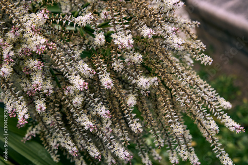 Macro Close-Up of Blooming White Wildflower Spikes on Green Foliage
