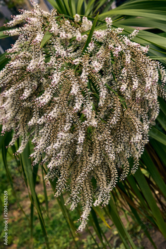 Cascading White Flower Clusters Blooming in Natural Garden Light