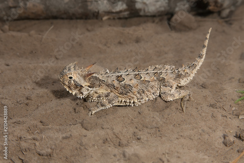 Texas Horned Lizard