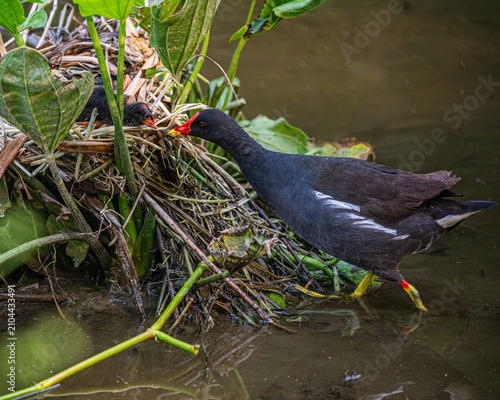 Eurasian Moorhen