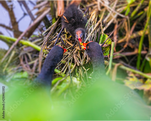 Eurasian Moorhen