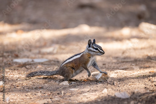 Cuadro en lienzo Uinta Chipmunk