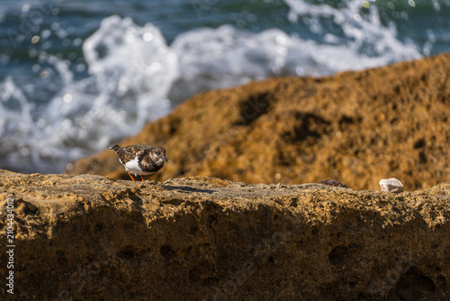 Ruddy turnstones on rocky shore with crashing wave splash