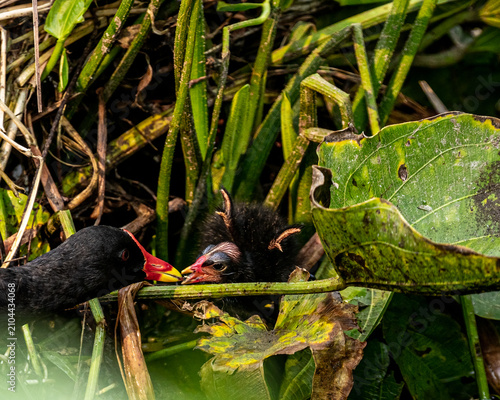 Eurasian Moorhen