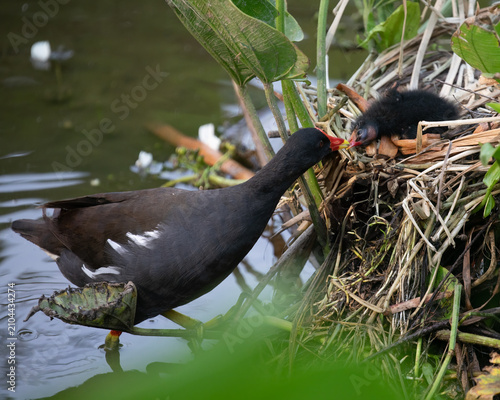 Eurasian Moorhen