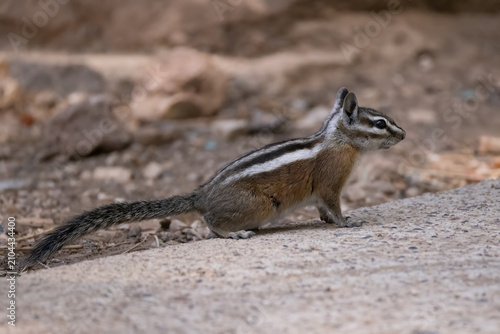 Canvastavla Uinta Chipmunk